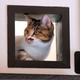 Illustration for article titled Japan's Cat Apartments Come with... Cats